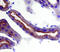 CD63 Molecule antibody, MAB5417, R&D Systems, Immunohistochemistry frozen image 