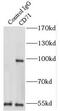 Transferrin Receptor antibody, FNab08931, FineTest, Immunoprecipitation image 