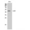 C-Terminal Binding Protein 2 antibody, LS-C382935, Lifespan Biosciences, Western Blot image 