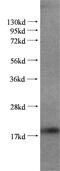 Peptidylprolyl Isomerase A antibody, 51040-1-AP, Proteintech Group, Western Blot image 