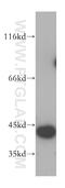 DnaJ Heat Shock Protein Family (Hsp40) Member B12 antibody, 16780-1-AP, Proteintech Group, Western Blot image 
