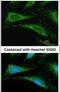 Peptidylprolyl Isomerase A antibody, PA5-28089, Invitrogen Antibodies, Immunofluorescence image 