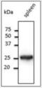 RAB5A, Member RAS Oncogene Family antibody, orb258023, Biorbyt, Western Blot image 