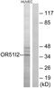 Olfactory Receptor Family 51 Subfamily I Member 2 antibody, A30878, Boster Biological Technology, Western Blot image 