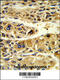 Alcohol Dehydrogenase 6 (Class V) antibody, 63-836, ProSci, Immunohistochemistry paraffin image 