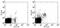 Integrin Subunit Alpha 2 antibody, 25-5971-81, Invitrogen Antibodies, Flow Cytometry image 