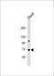 Sialic acid-binding Ig-like lectin 10 antibody, 58-386, ProSci, Western Blot image 