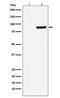 TANK Binding Kinase 1 antibody, P00261, Boster Biological Technology, Western Blot image 