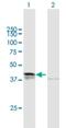 Desert Hedgehog Signaling Molecule antibody, H00050846-B01P, Novus Biologicals, Western Blot image 