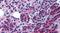 FIH antibody, PA5-33386, Invitrogen Antibodies, Immunohistochemistry paraffin image 