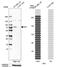 MX Dynamin Like GTPase 1 antibody, NBP2-56175, Novus Biologicals, Western Blot image 