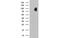 Dynein Axonemal Assembly Factor 1 antibody, MBS832324, MyBioSource, Western Blot image 