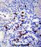 Tenascin N antibody, abx027503, Abbexa, Immunohistochemistry frozen image 