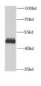 Bone morphogenetic protein 3 antibody, FNab00918, FineTest, Western Blot image 