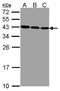 ZW10 interactor antibody, GTX107155, GeneTex, Western Blot image 