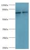 MRE11 Homolog, Double Strand Break Repair Nuclease antibody, LS-C376158, Lifespan Biosciences, Western Blot image 