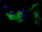 MTOR Associated Protein, Eak-7 Homolog antibody, TA501057, Origene, Immunofluorescence image 