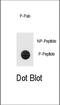 hTERT antibody, abx032025, Abbexa, Dot Blot image 