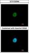 Snail Family Transcriptional Repressor 3 antibody, GTX122344, GeneTex, Immunocytochemistry image 