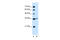 Arginase 1 antibody, 30-093, ProSci, Western Blot image 