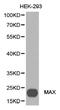 MYC Associated Factor X antibody, LS-C193080, Lifespan Biosciences, Western Blot image 