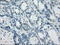 Crystallin Alpha B antibody, LS-C114681, Lifespan Biosciences, Immunohistochemistry frozen image 