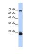 Coiled-Coil-Helix-Coiled-Coil-Helix Domain Containing 4 antibody, orb325702, Biorbyt, Western Blot image 