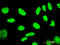 TSPY Like 1 antibody, LS-C198374, Lifespan Biosciences, Immunofluorescence image 