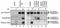 FA Complementation Group D2 antibody, PA3-16606, Invitrogen Antibodies, Western Blot image 