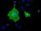 BTN antibody, TA501536, Origene, Immunofluorescence image 