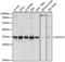 Exosome Component 3 antibody, LS-C747039, Lifespan Biosciences, Western Blot image 