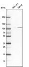 Sarcolemma Associated Protein antibody, PA5-51708, Invitrogen Antibodies, Western Blot image 