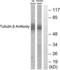 Tubulin antibody, LS-B7652, Lifespan Biosciences, Western Blot image 