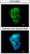 PPFIA Binding Protein 2 antibody, LS-C186257, Lifespan Biosciences, Immunocytochemistry image 