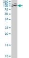 Calcium Binding And Coiled-Coil Domain 1 antibody, H00057658-B01P, Novus Biologicals, Western Blot image 