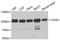 Cold Shock Domain Containing E1 antibody, A5941, ABclonal Technology, Western Blot image 
