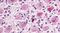 Mrgc antibody, PA5-33949, Invitrogen Antibodies, Immunohistochemistry frozen image 