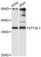 Serine/Threonine/Tyrosine Interacting Like 1 antibody, STJ114716, St John