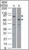 Baculoviral IAP Repeat Containing 2 antibody, orb87903, Biorbyt, Western Blot image 