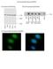 Anaphase Promoting Complex Subunit 5 antibody, NBP2-50106, Novus Biologicals, Western Blot image 