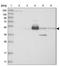 Fetuin-B antibody, NBP1-91192, Novus Biologicals, Western Blot image 