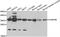 Charged Multivesicular Body Protein 4B antibody, A7402, ABclonal Technology, Western Blot image 