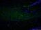 Neuropeptide Y antibody, 12833-1-AP, Proteintech Group, Immunofluorescence image 