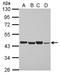 Proteasome 26S Subunit, Non-ATPase 6 antibody, NBP2-19987, Novus Biologicals, Western Blot image 