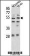 Sestrin-1 antibody, 63-100, ProSci, Western Blot image 
