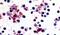 Prostaglandin I2 Receptor antibody, PA5-34117, Invitrogen Antibodies, Immunohistochemistry frozen image 