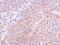 Tubulin beta antibody, LS-C155339, Lifespan Biosciences, Immunohistochemistry frozen image 