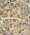 Collagen Type VI Alpha 1 Chain antibody, PA5-13533, Invitrogen Antibodies, Immunohistochemistry paraffin image 