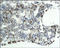 CD45 antibody, 251175, Abbiotec, Immunohistochemistry paraffin image 