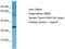 NME/NM23 Family Member 9 antibody, TA330812, Origene, Western Blot image 